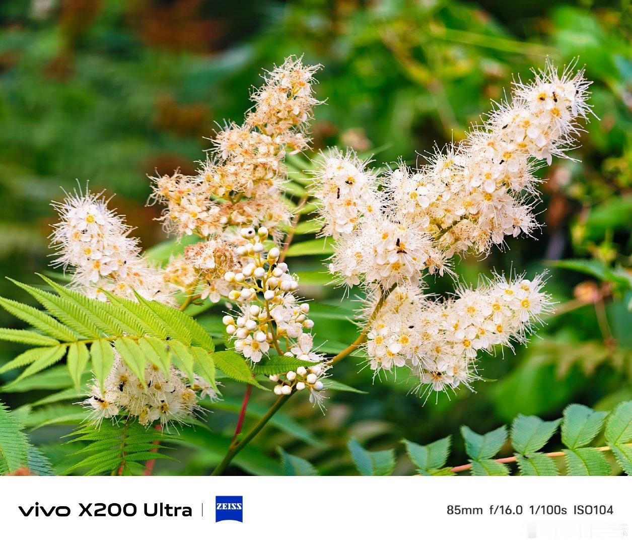 #vivo[超话]# 细碎洁白的珍珠梅缀满枝头，丝丝花蕊轻盈舒展，藏在层层绿叶之间。微风拂过，自带温柔清新，静静感受自然带来的治愈瞬间。#vivo超话# ​