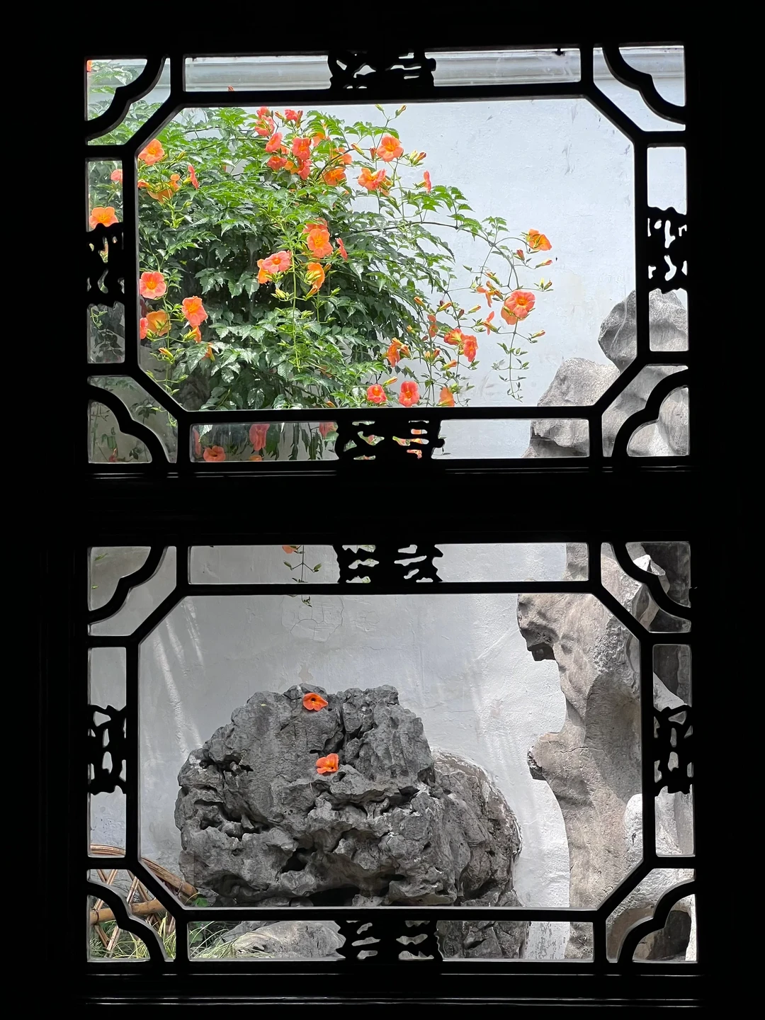 苏州六月顶流‼️网师园的凌霄花盛开啦🍃