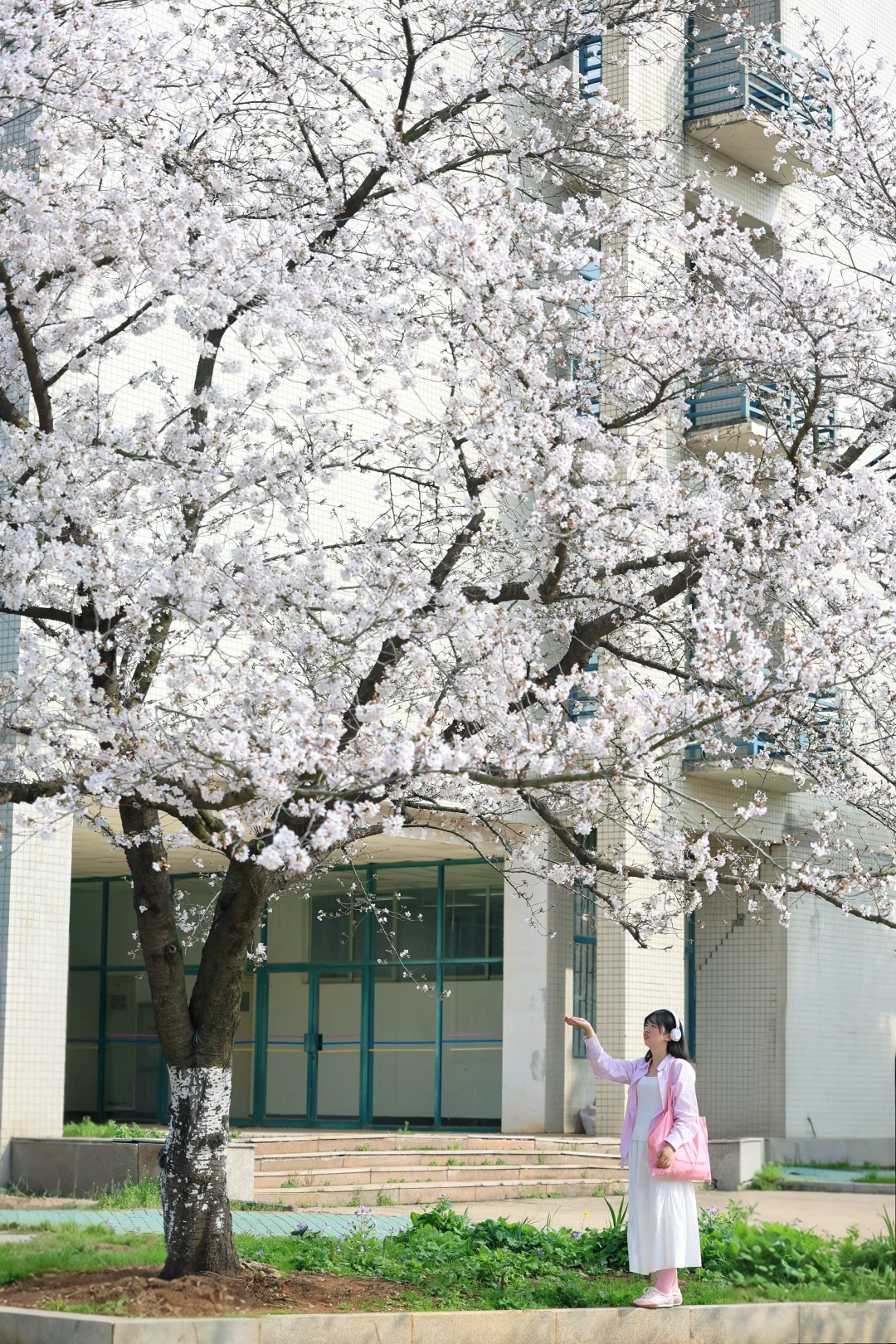 不输武大❗️武汉这个小众赏樱地美哭了❗️