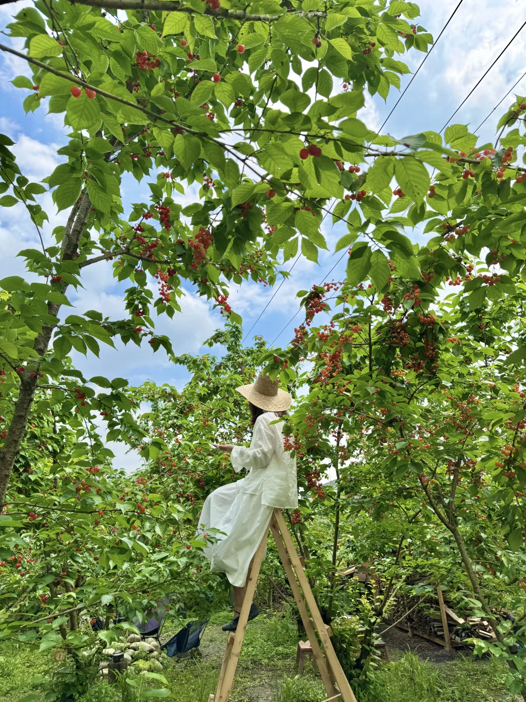 成都樱桃🍒熟啦！！农场的樱桃根本摘不完！！