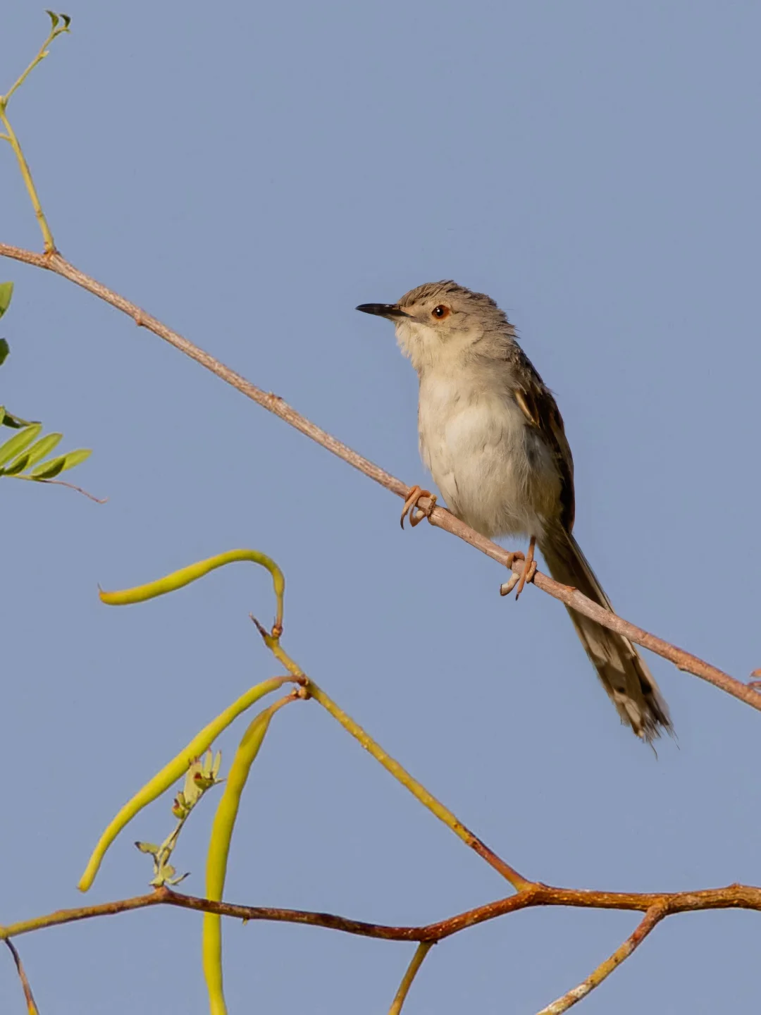 名字叫：娇美山鹪莺，到底有多娇美？