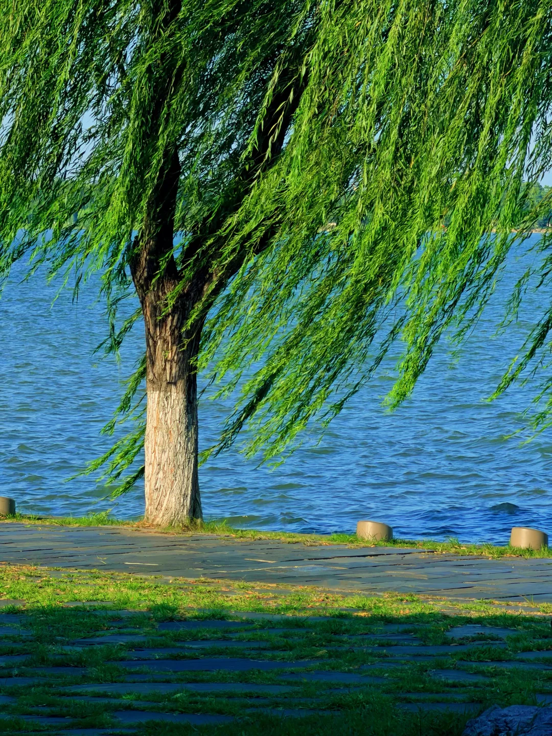 东湖的水好有生命力啊‼️武汉的夏天元气满满