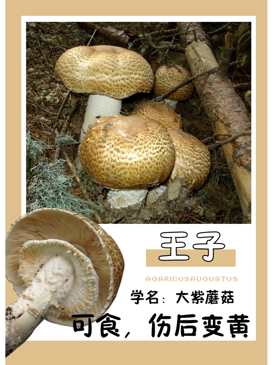 敢叫王子，颜值一定很高吧？