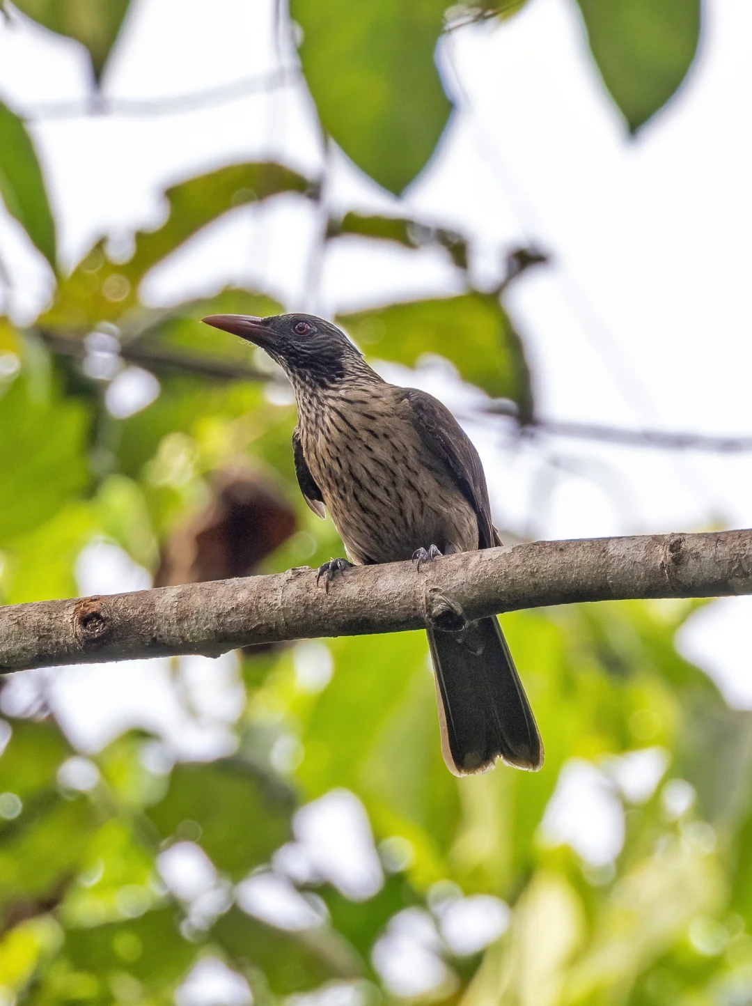 黄鹂的“土味”亲戚：褐鹂