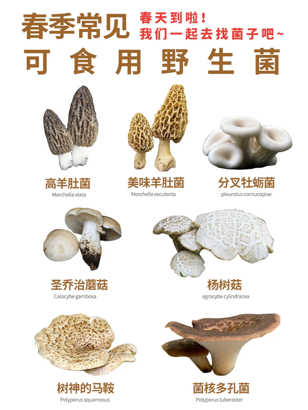 记得收藏！春天上山找菌子，就找这些可食的