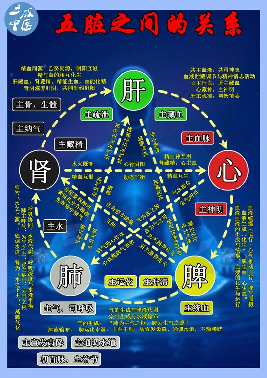 ✨五脏关系大揭秘｜身体里的“宫廷大戏”