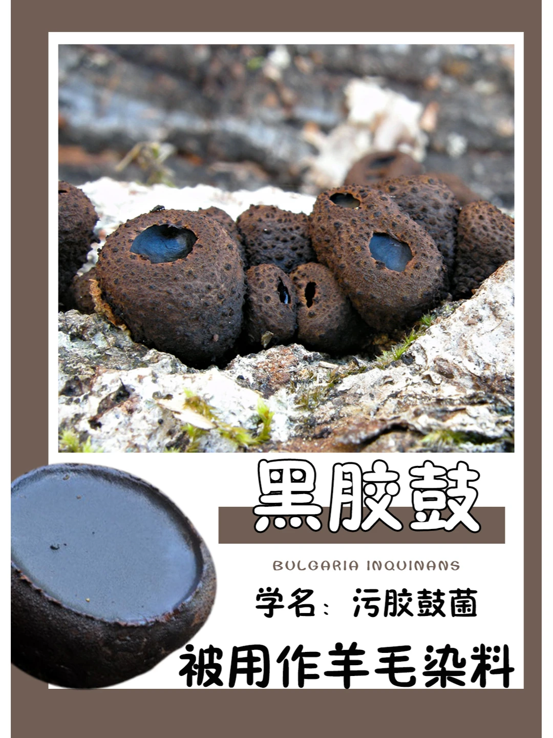 遇到不要摸，手会变得黢黑