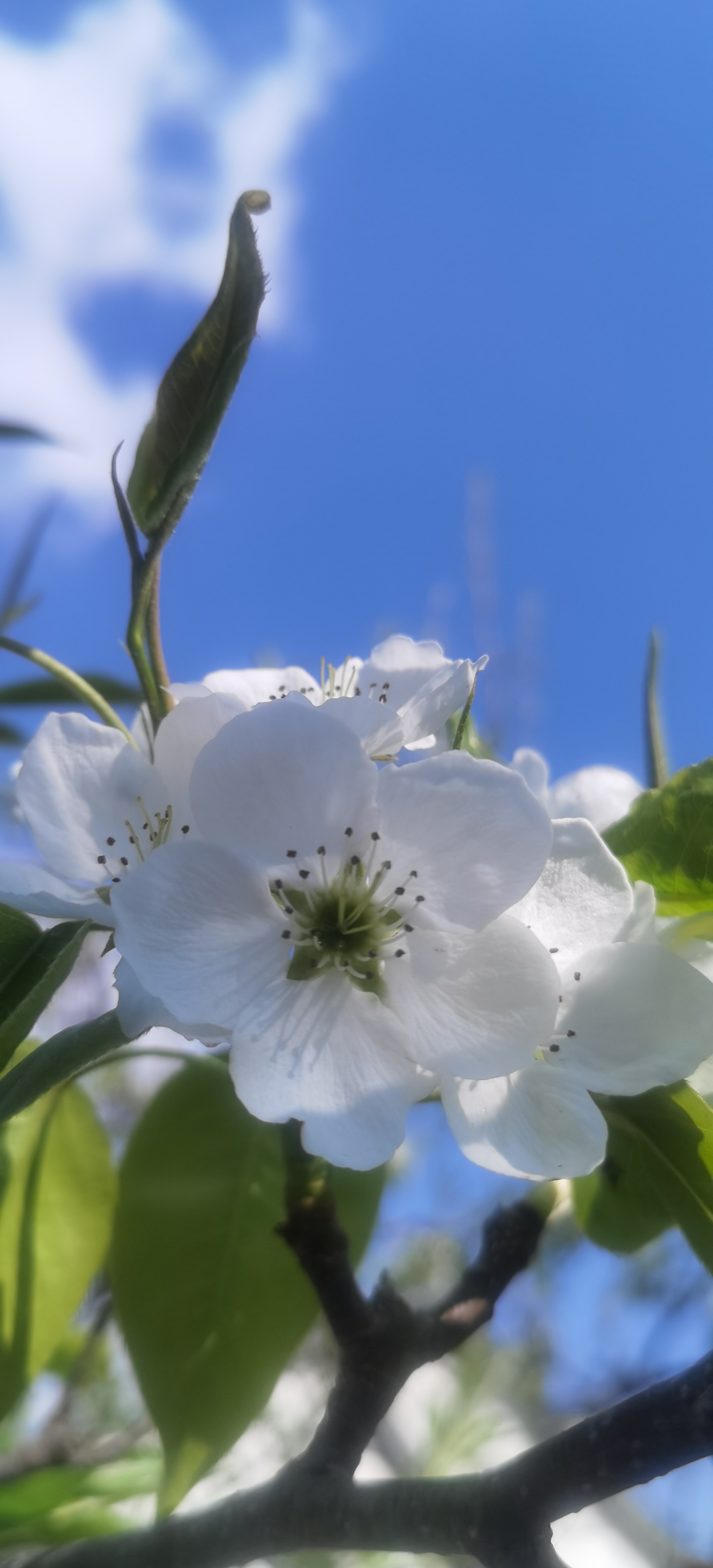 世事多难料，唯独花期会如期🌼 ​​​