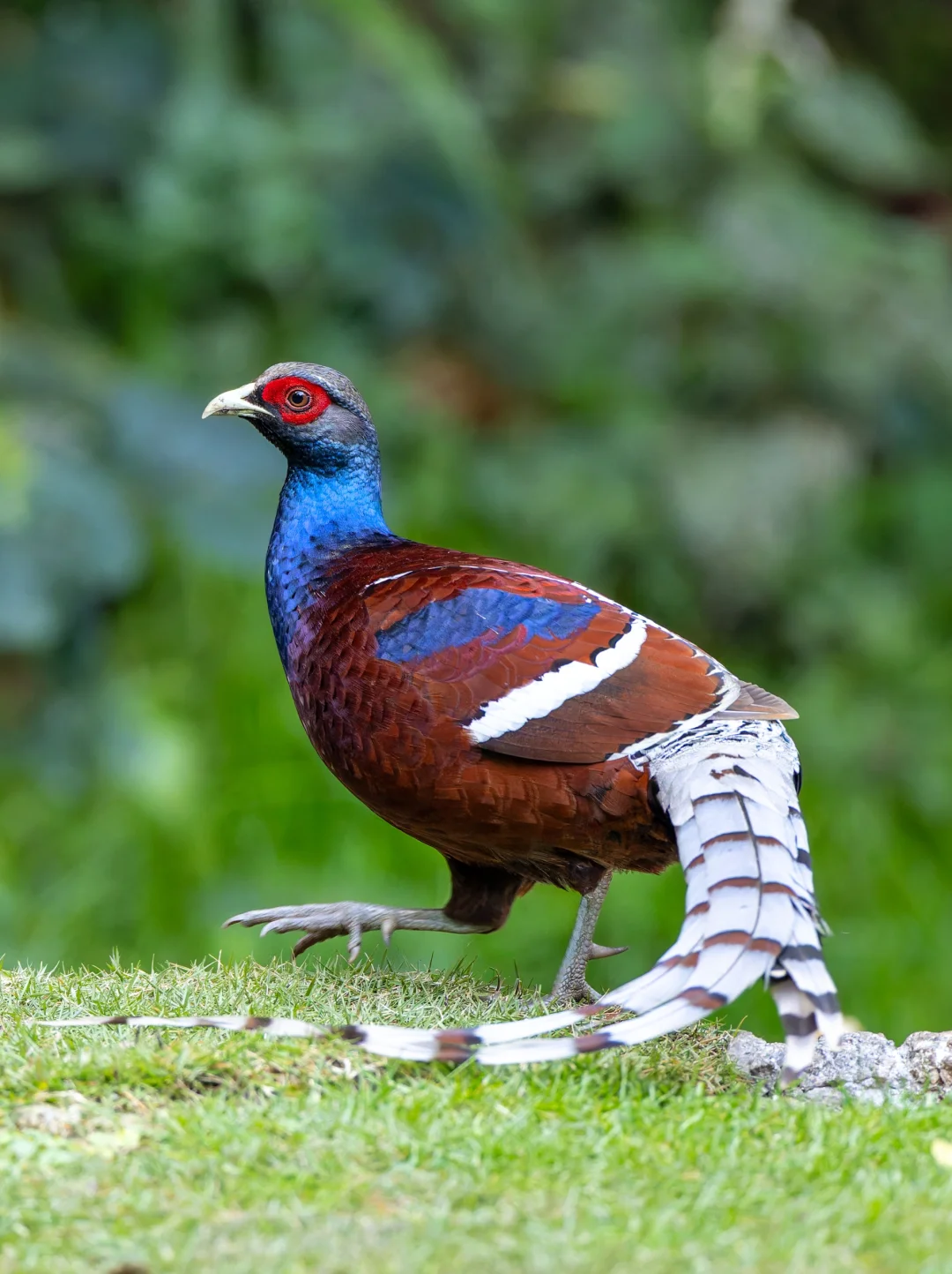 黑颈长尾雉真是美得不像话