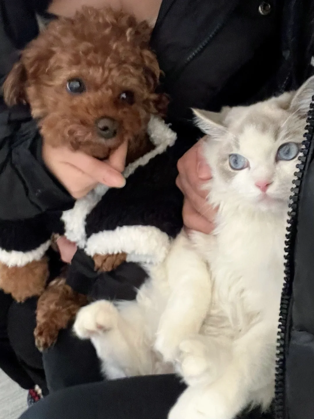 猫猫狗狗在一起会打架吗