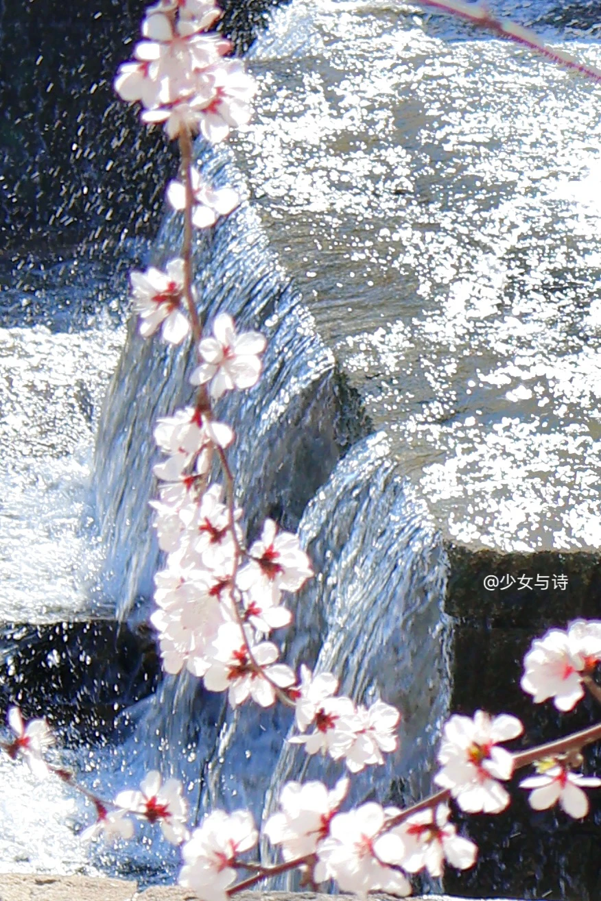 3.17实况丨亮马河公园【桃花流水】🌸攻略‼️