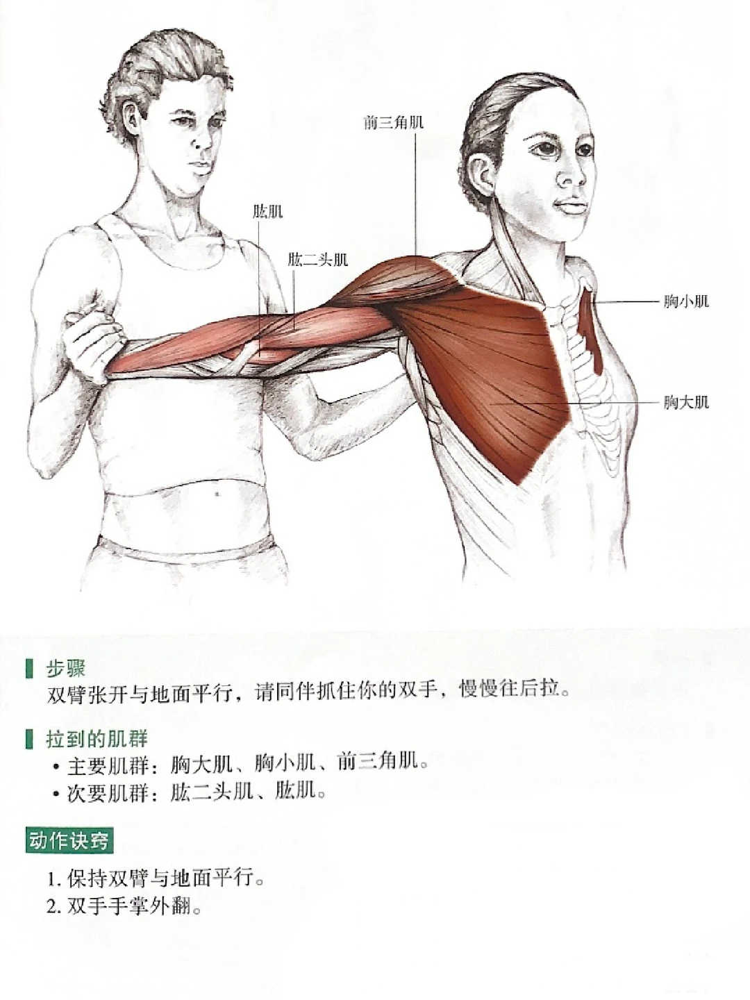 2个胸大肌拉伸动作🧑‍🦯