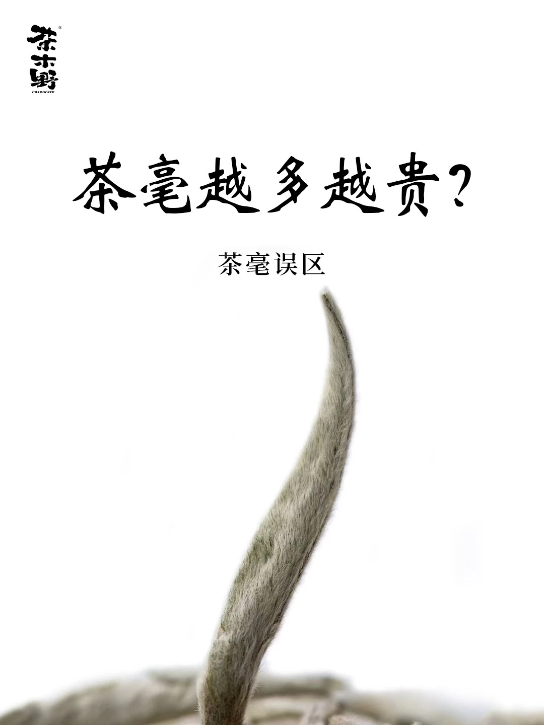 茶叶冷知识丨茶毫越多越贵❓