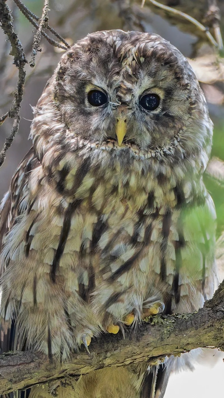 4公里内看到两只中国特有猫头鹰是什么体验