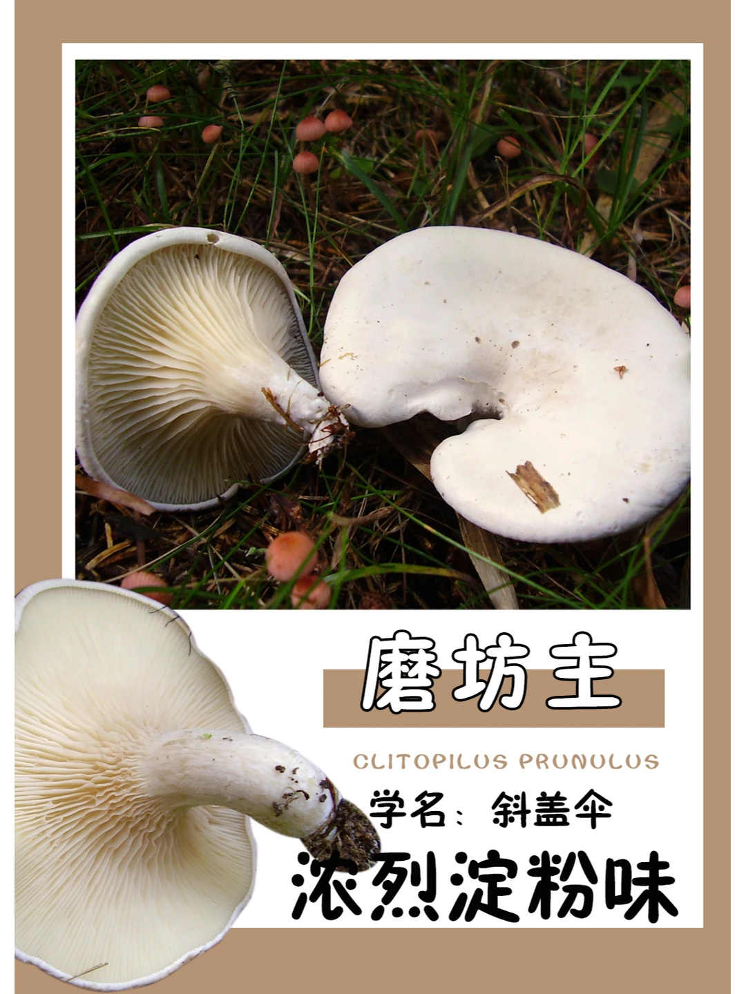 斜盖伞，有一股浓烈的淀粉味