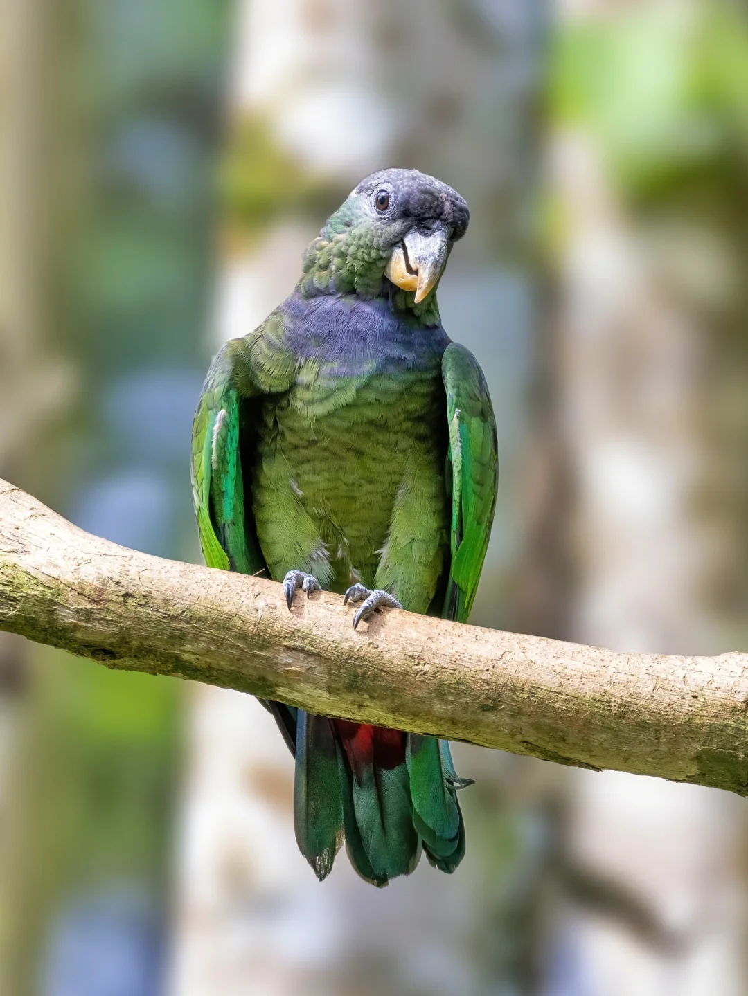 鳞头鹦哥的头麻麻赖赖的