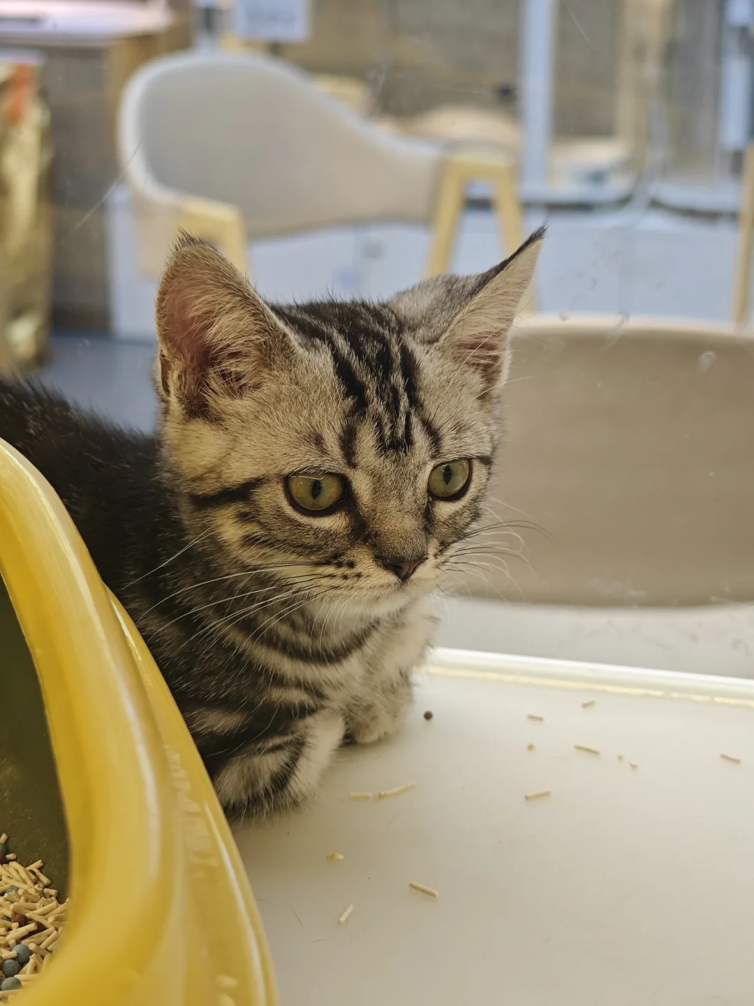 小猫🐱看起来有心事