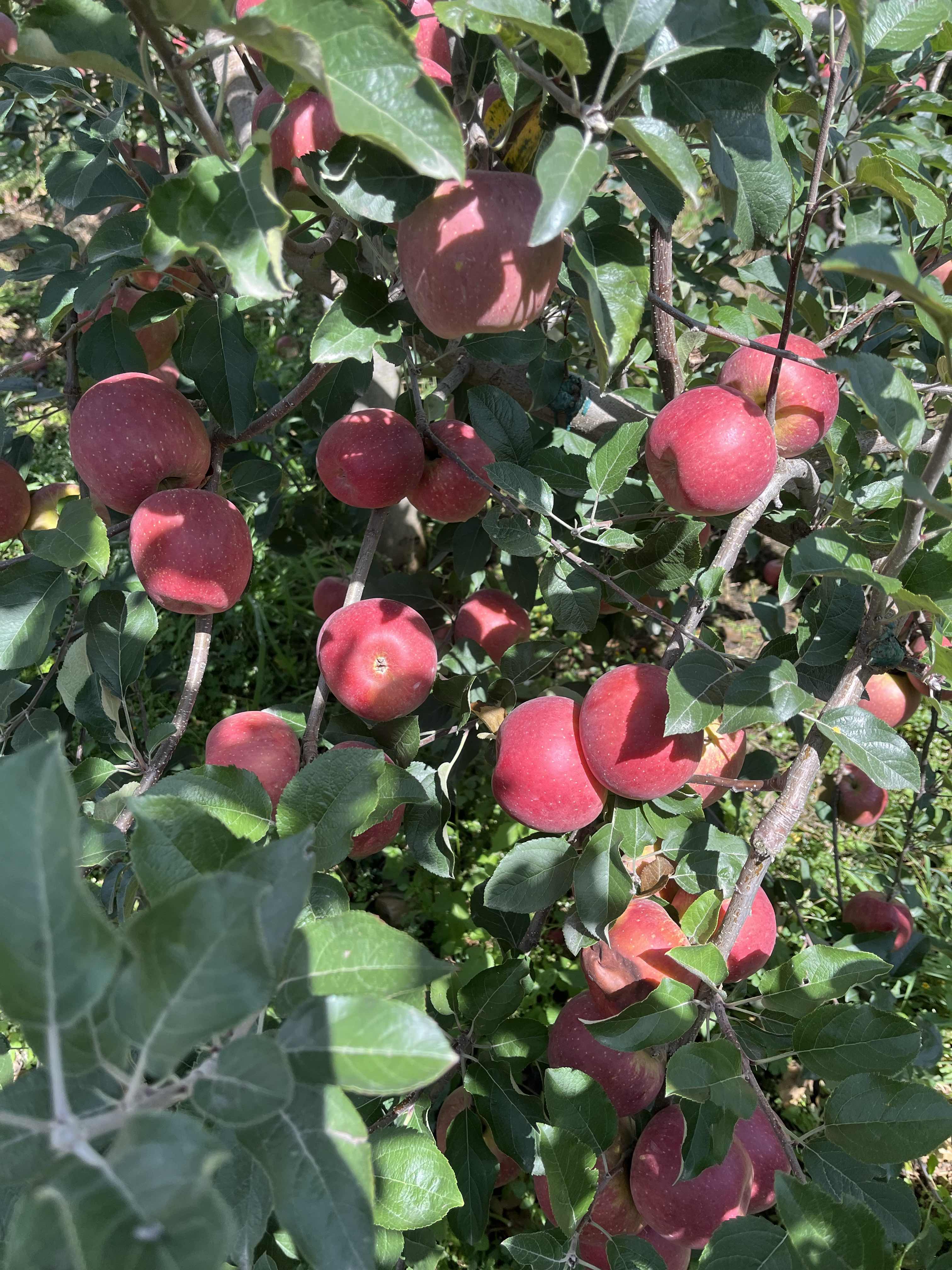 昭通苹果