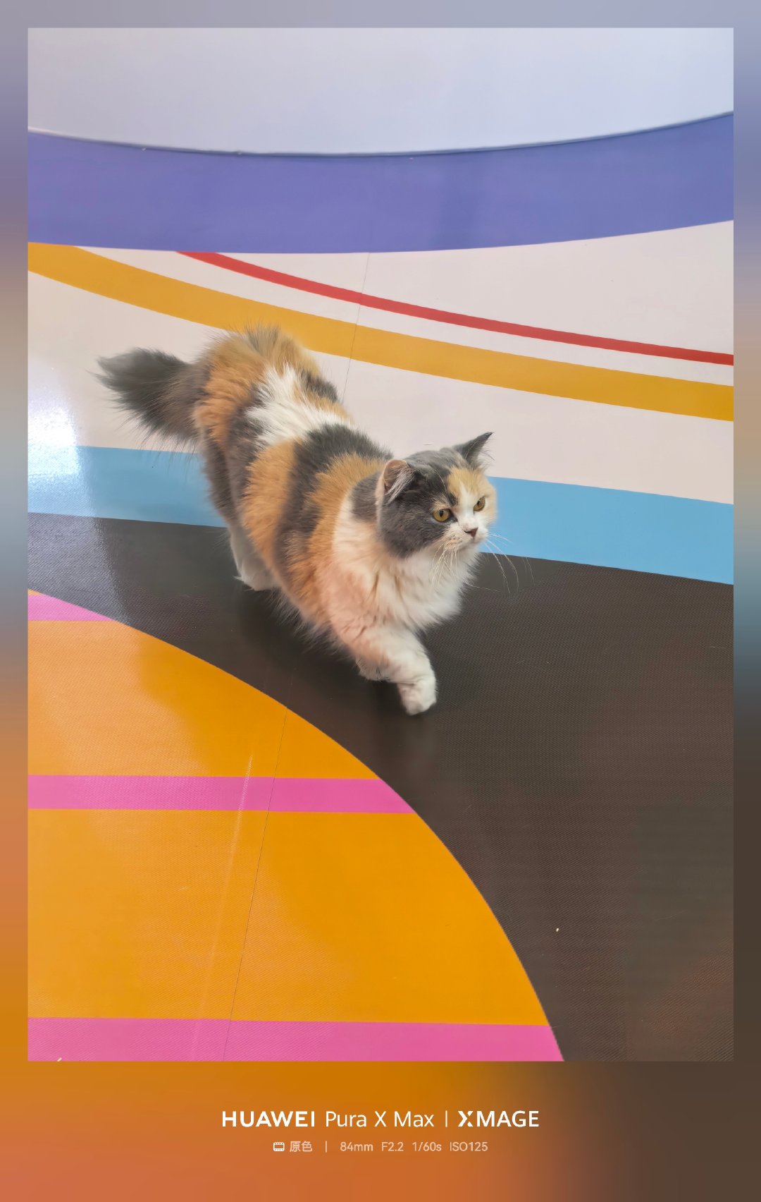 Pura X Max抓拍的小猫咪，解析力和色彩还原都很不错，栩栩如生~ ​