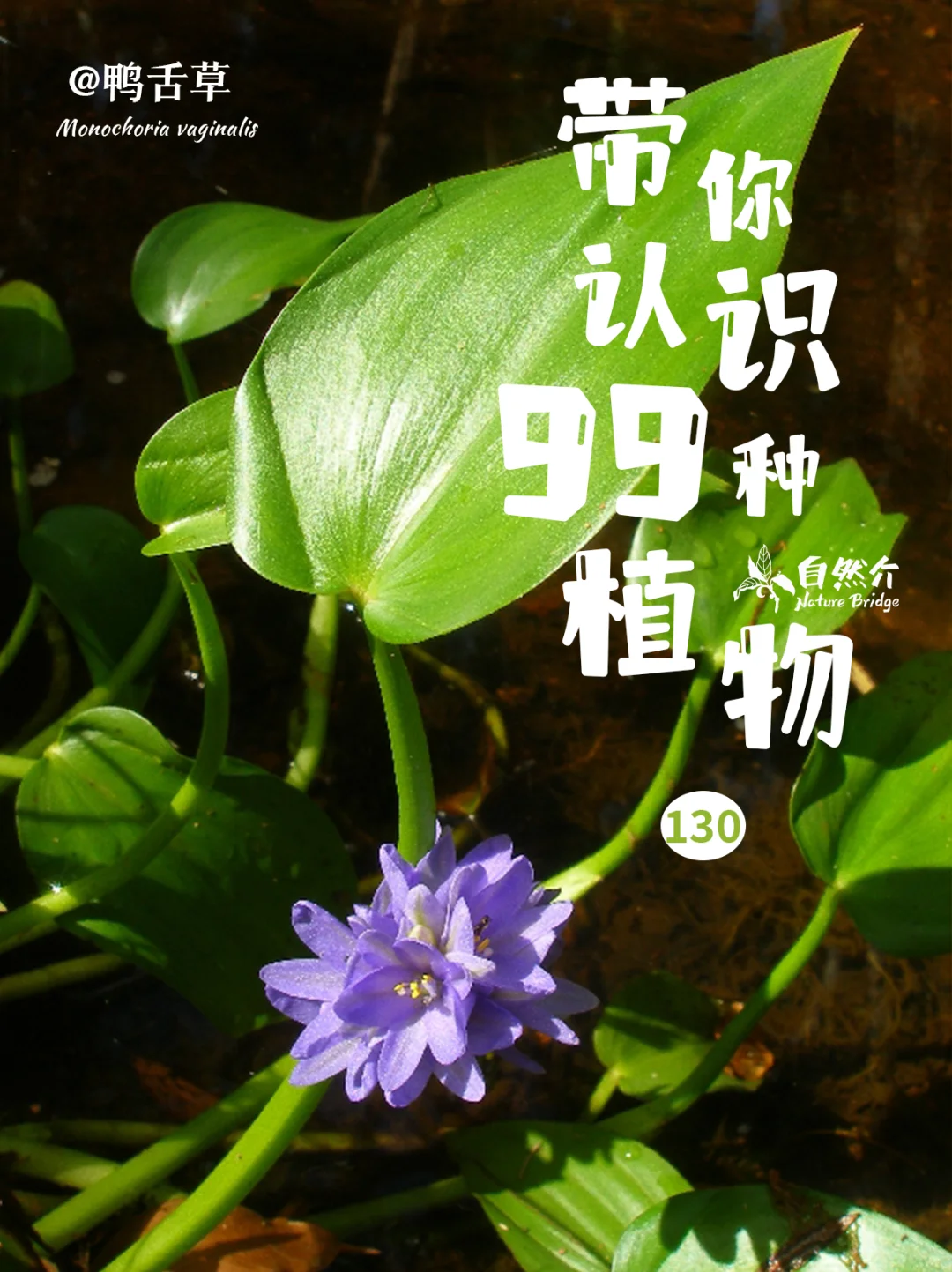 带你认识99种植物