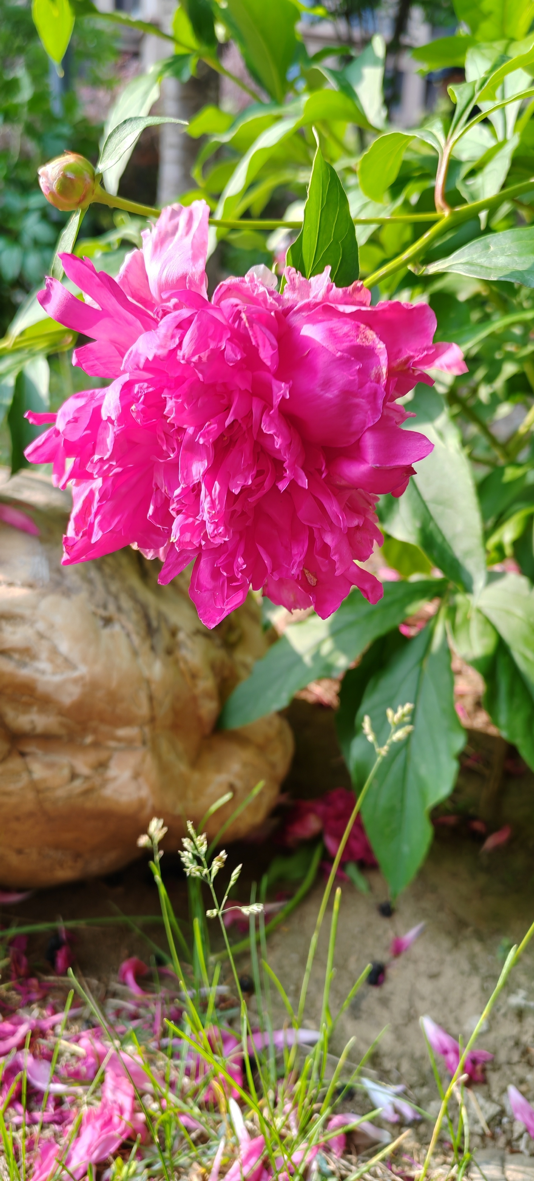 感芍药花，寄正一上人  唐 · 白居易  今日阶前红芍药，几花欲老几花...