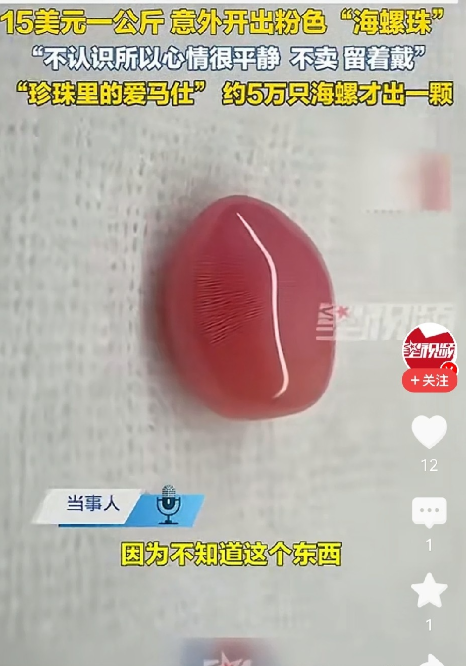 一顿家常海螺汤，开出一片加勒比海的粉色运气。

9月16日，一女子在加勒比海沿岸，以15美元一公斤的价格买下当地海螺准备炖汤。剖螺时，从螺肉里滚出一颗约1厘米的粉色珠子。经辨认，正是天然海螺珠，也叫孔克珠。

女子说自己是第一次见，不清楚价值，全程心情平静。目前不打算出售，想镶成吊坠留作收藏。

一