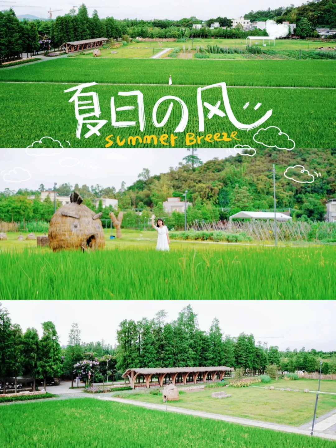 珠海十里莲江|田田夏日，雨后荷花满园香