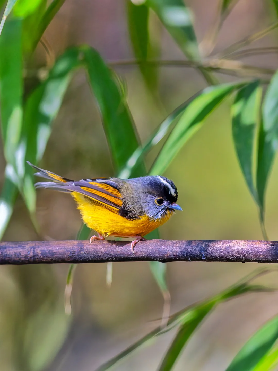 快来看金色小太阳小鸟！