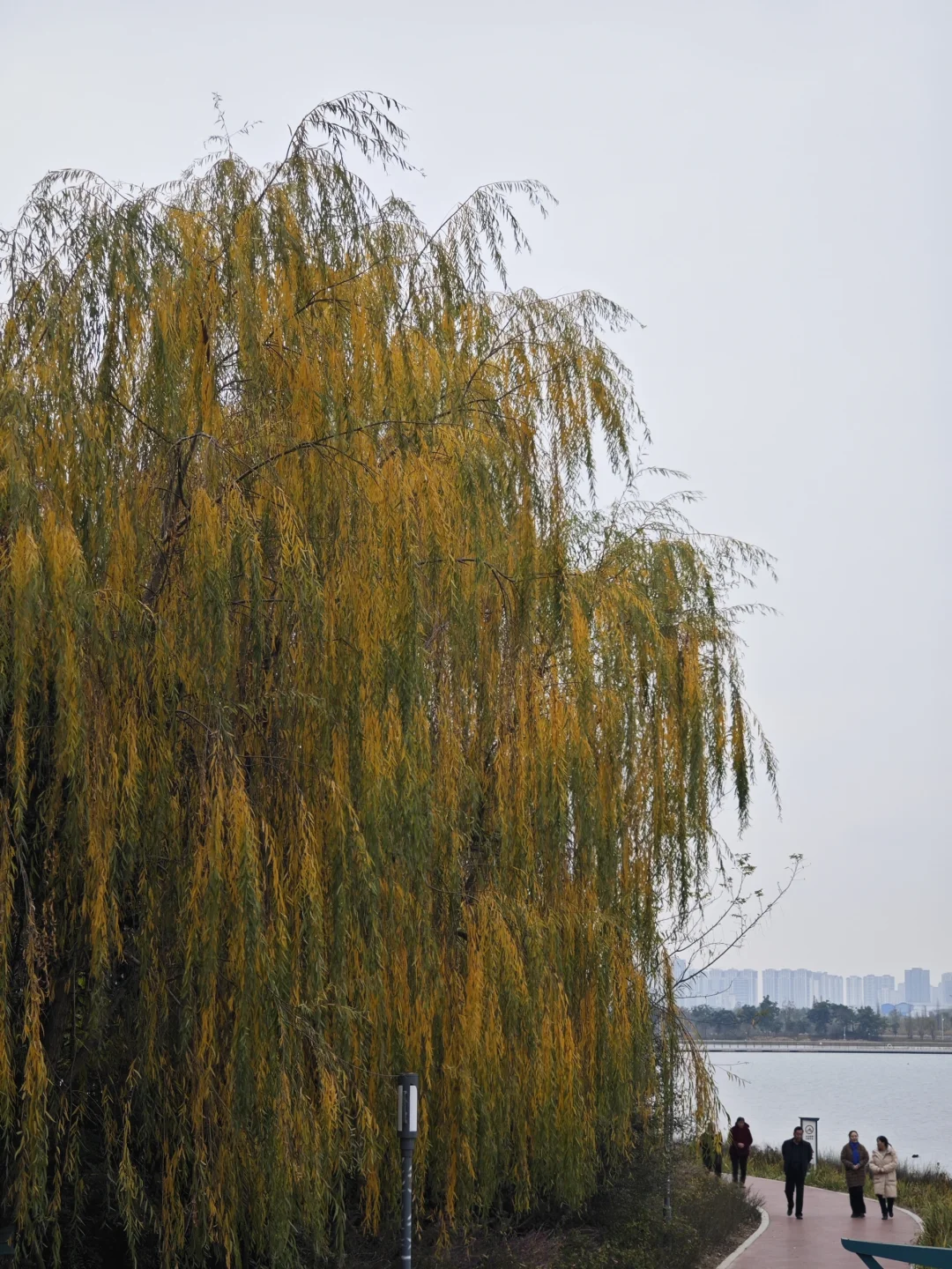 这是柳树吗？黄黄绿绿的🤔