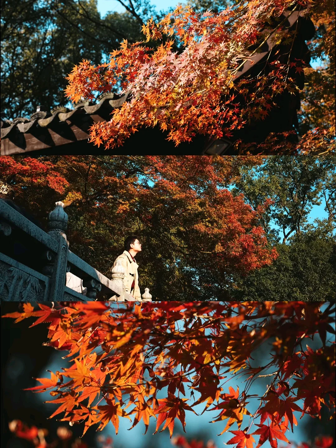 果然好看的地方都是免费的🍁昆山顶流枫叶