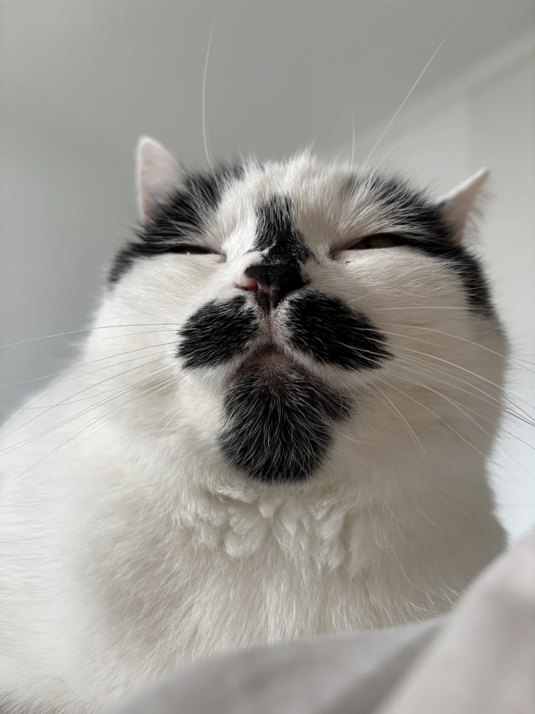 我宣布、猫猫脸就是世界上最可爱的脸