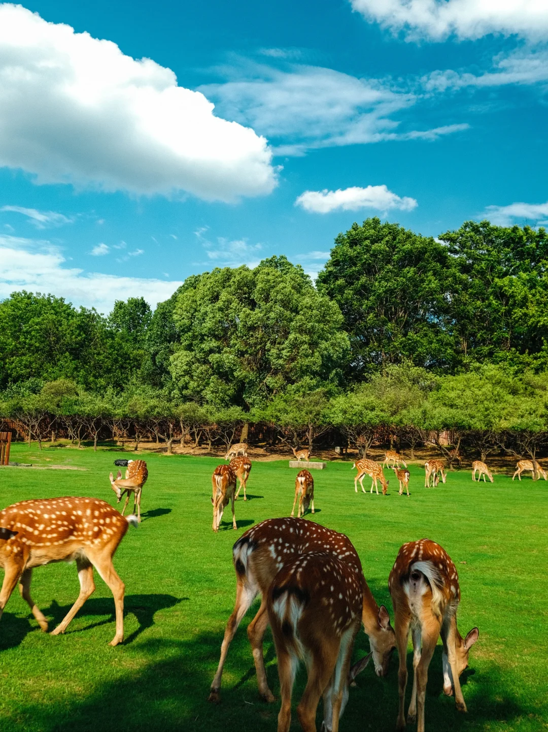 明孝陵免费得起早！（不花钱看鹿攻略）