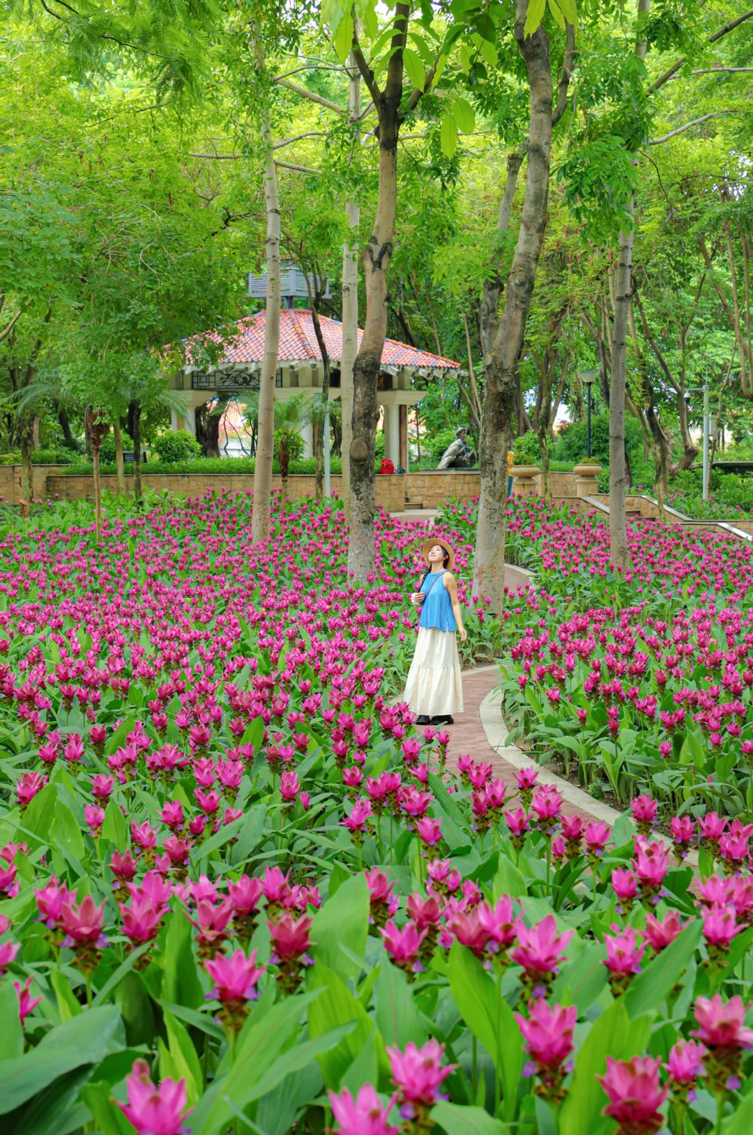 6.26实拍！广州暹罗郁金花海🌸地铁直达🚇