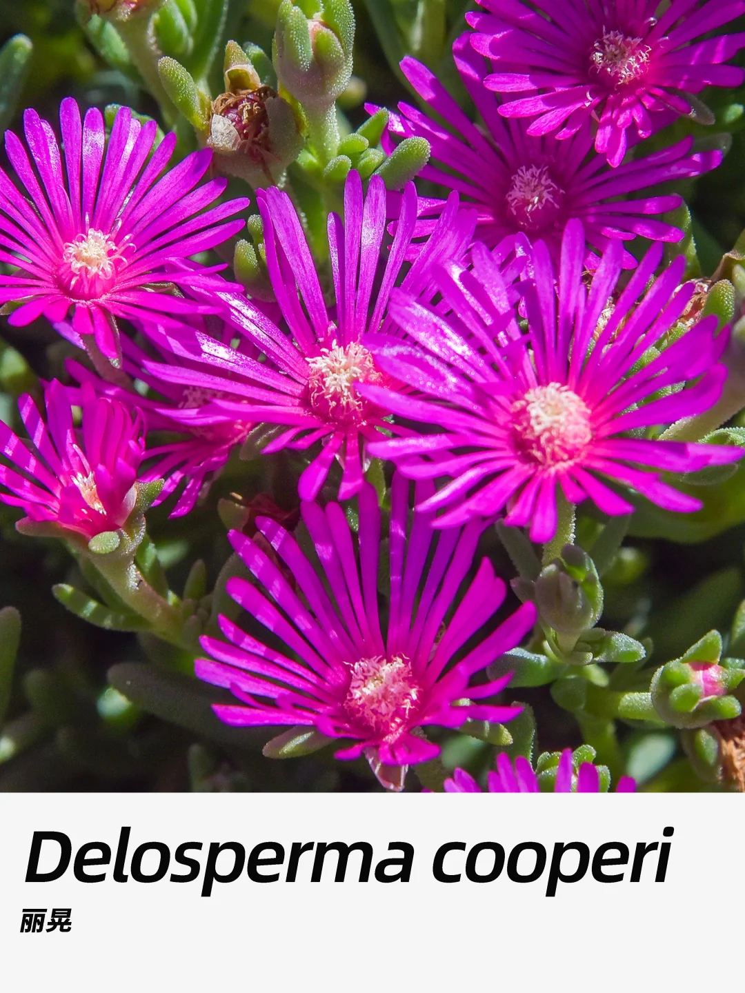 带你每天认识一种花材391｜丽晃