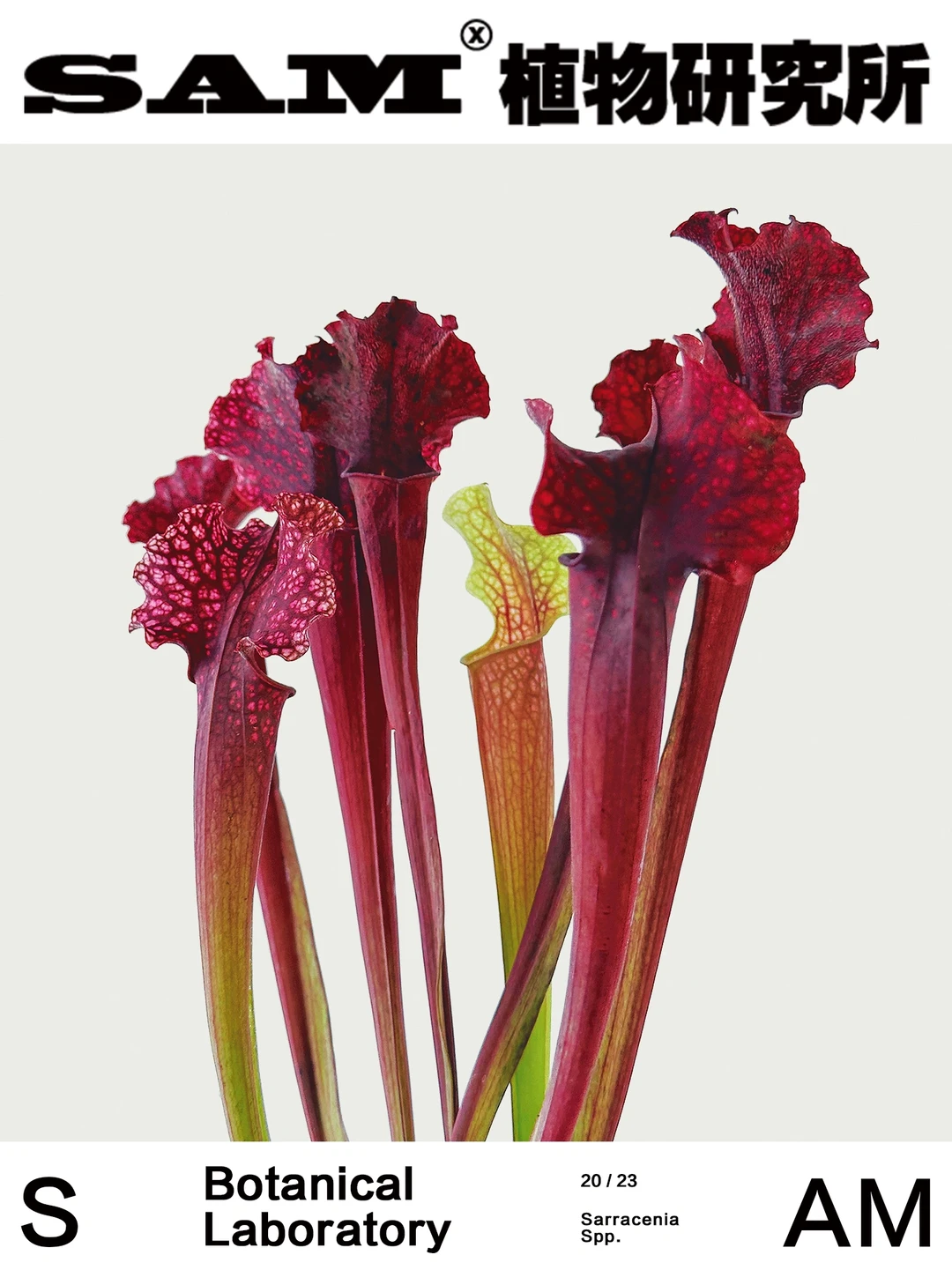 朱迪斯｜Sarracenia Judith Hindle
