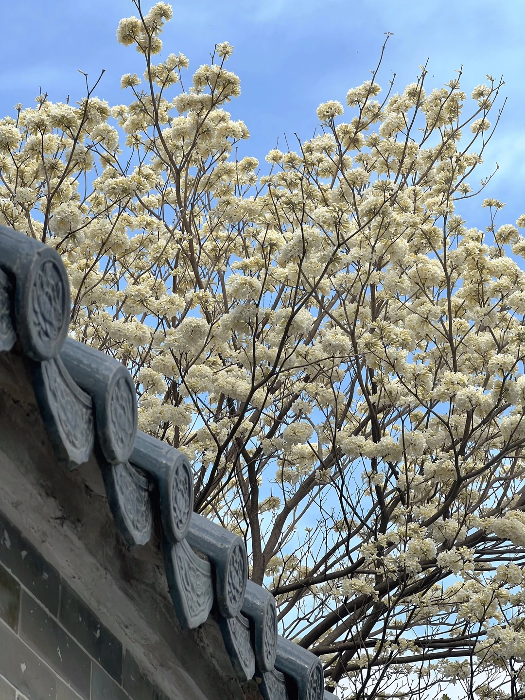 3.2实拍❗️这白花风铃木不愧是广州春日顶流