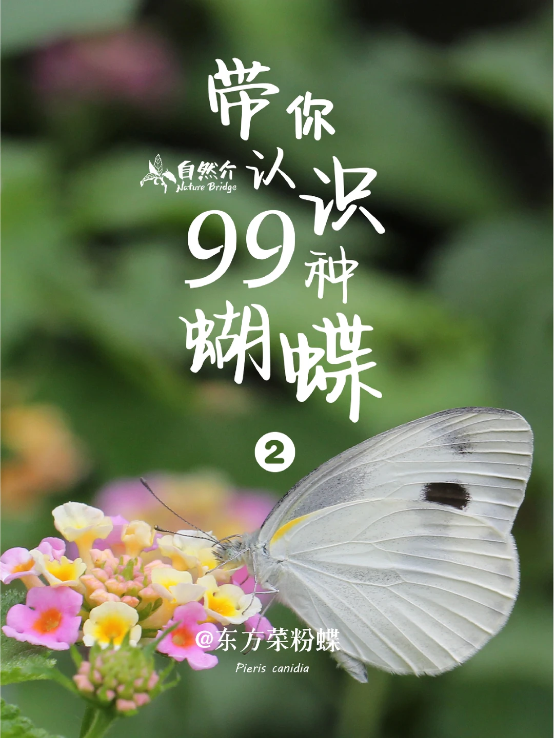 带孩子认识99种蝴蝶