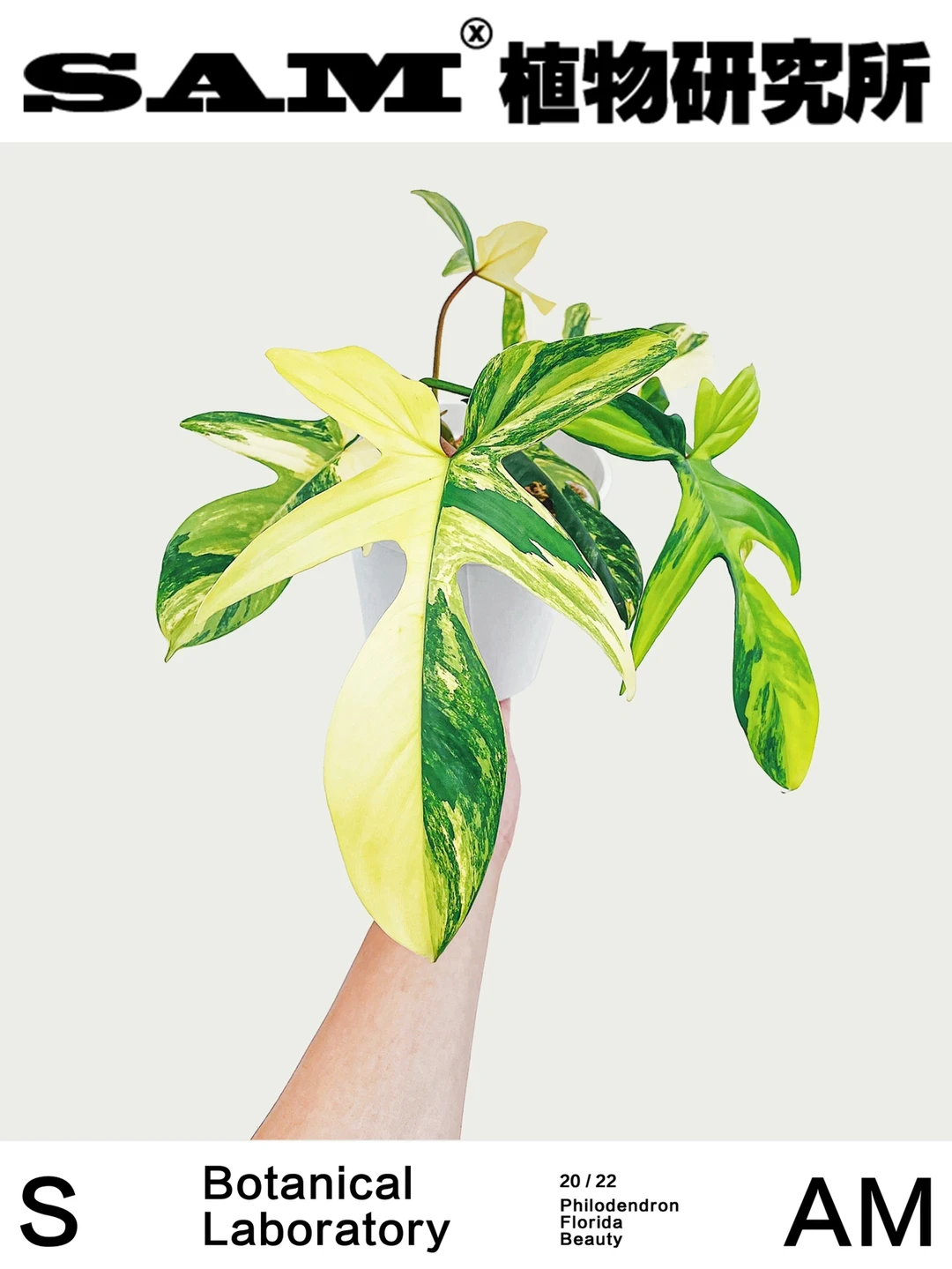 佛罗里达美人锦丨Florida Beauty