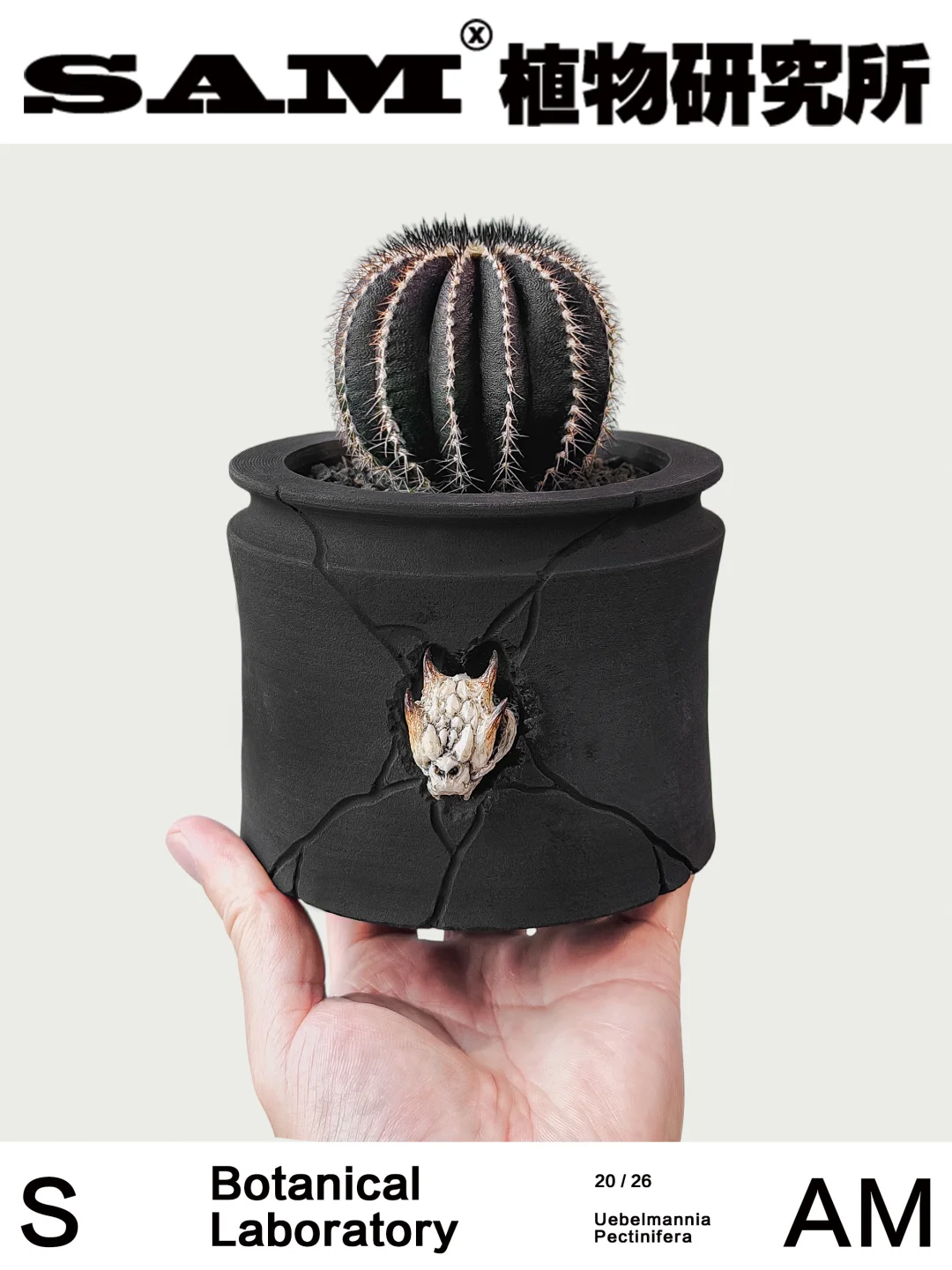 尤伯球｜Uebelmannia Pectinifera