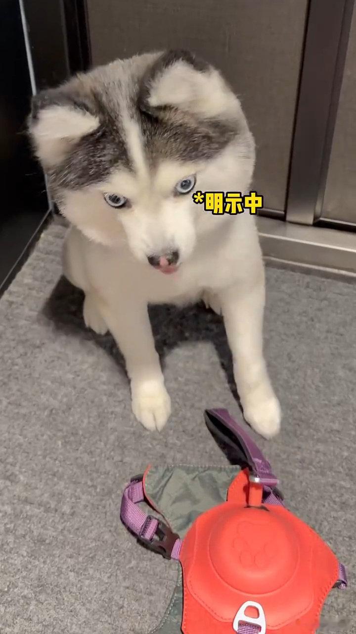 #支付宝辟谣狗腿付#科技发展的落脚点始终是服务普通人，机器狗演示的具身智能就是很好的例子，现在只是试验，未来有机会走进千家万户。#网友称狗腿付才是真接地气# ​​​