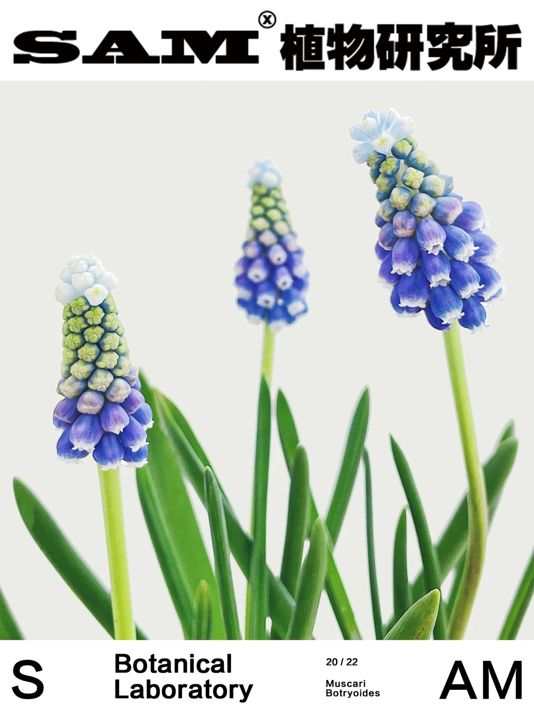 雪之融｜Muscari Botryoides