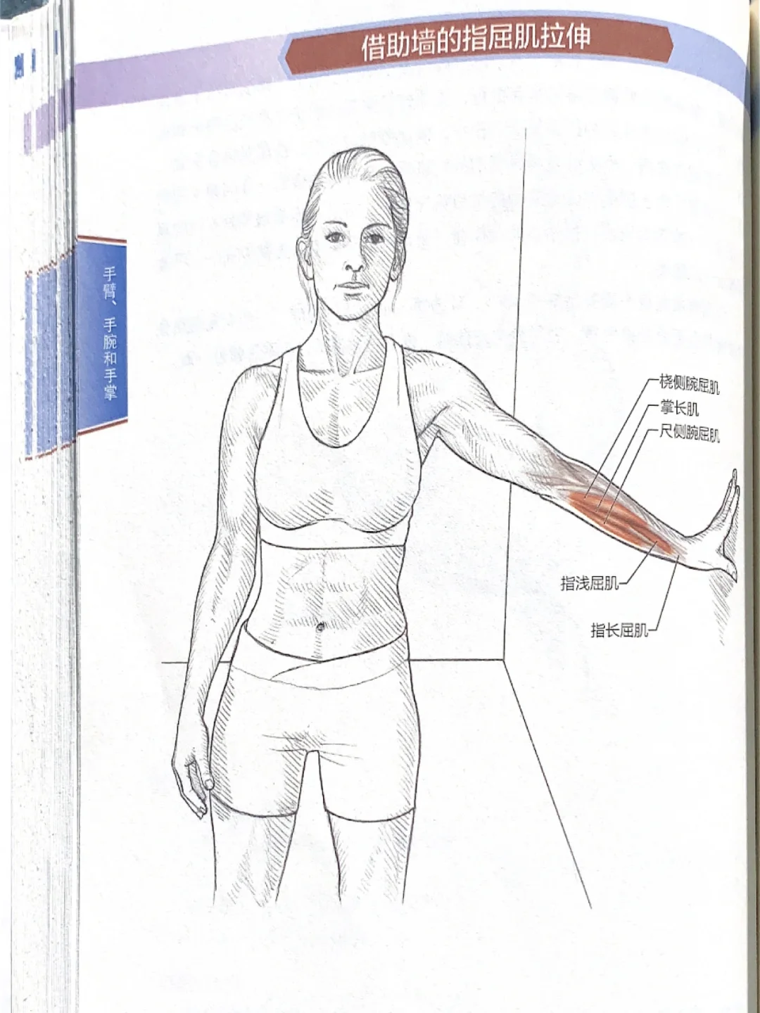 筋长一寸、延寿十年·手臂肌肉拉伸