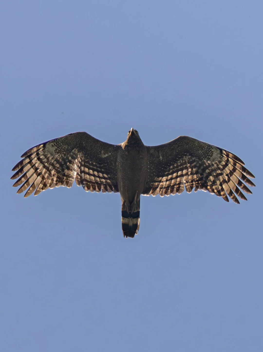 这只迁徙的蛇雕正青春