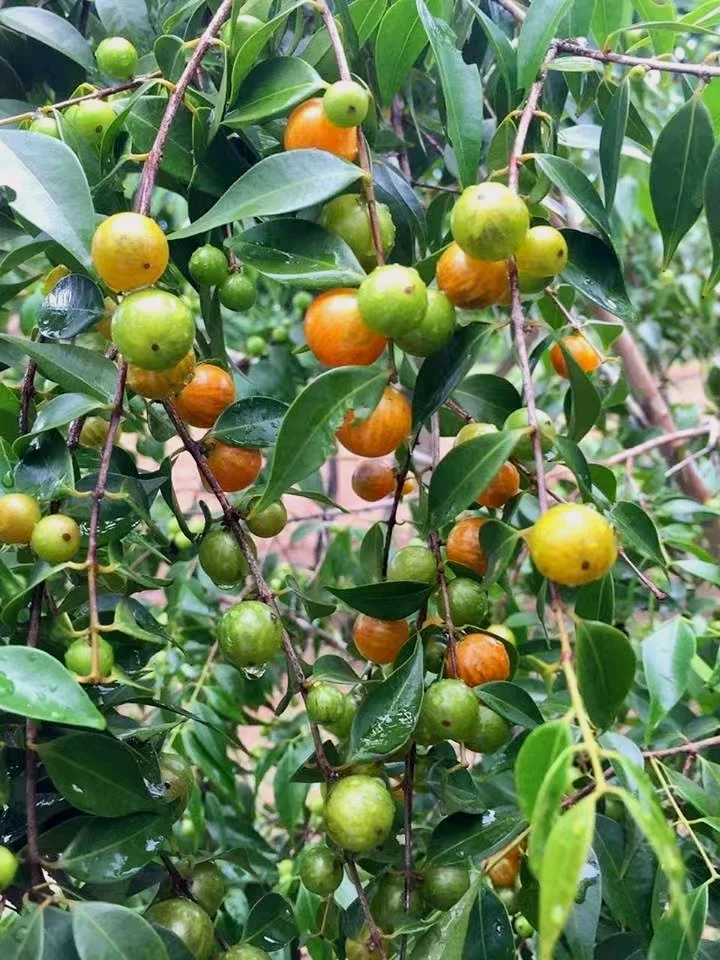 结果了！稀有浆果Myrciaria floribunda