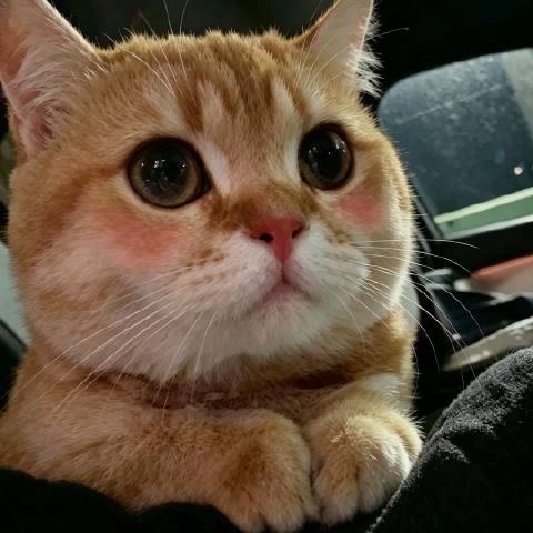 张可云儿