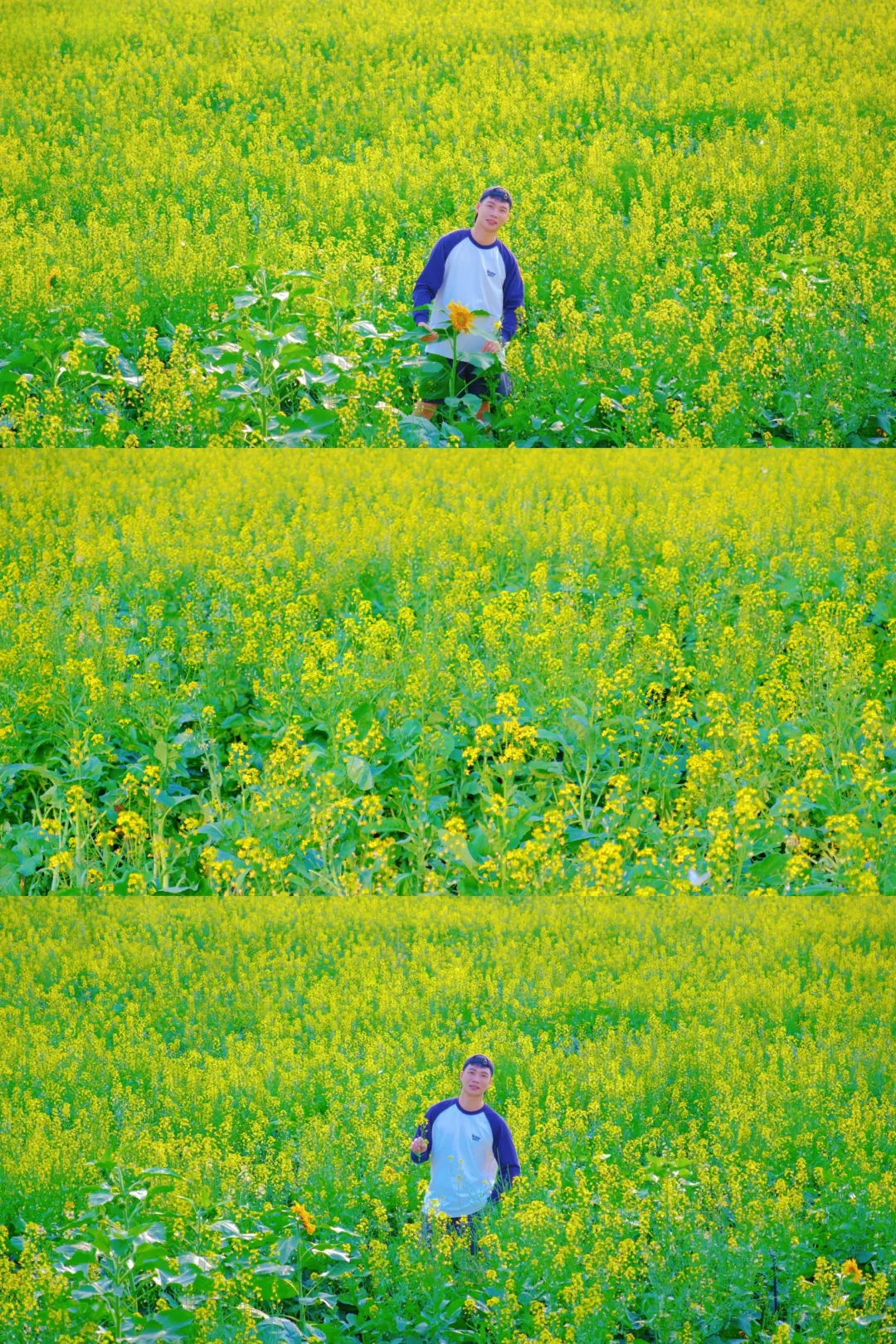 🍃交换春天·七彩油菜花
