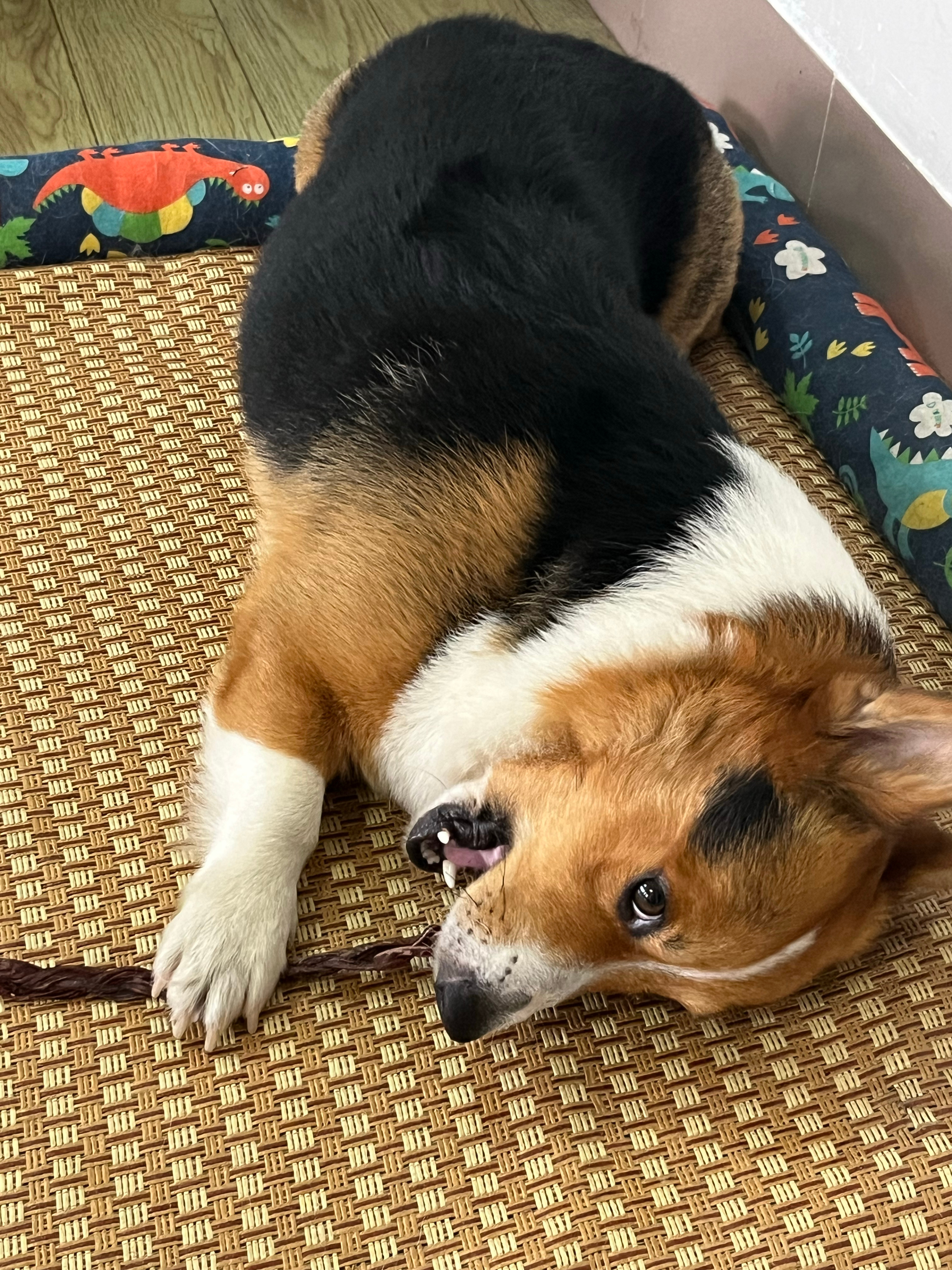 没有哪只小狗会拒绝猪鞭吧  ​​​