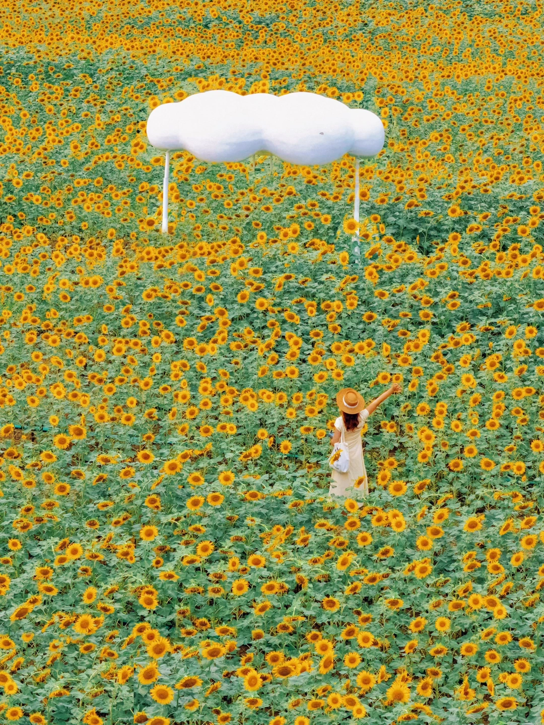 苏州向日葵开了🌻仿佛闯入梵高油画世界！！！！