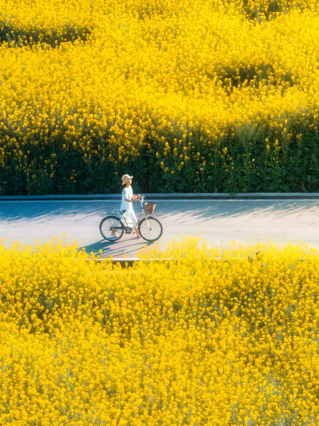 雾漫花海，重庆春日的浪漫