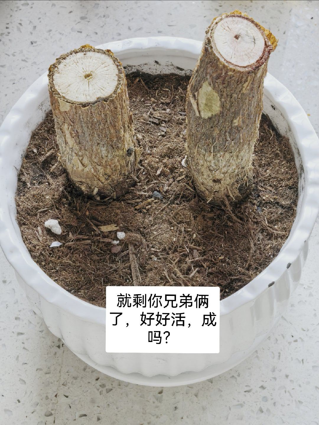朋友昨天来家里，他送的发财树本来4根，现在只剩两根了。他问我，这是你新买的发财树吗？我送的那个呢？（笑死我了
然后我就开始给他讲，因为我浇水太勤，叶子都落完了我以为秋天来了…发现的时候有一根已经不硬了，我就给其他三根换了土和盆儿把软的那根扔了。
等我国庆上完课回来，发现三个里面有一 ​